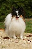 EPAGNEUL PAPILLON 042